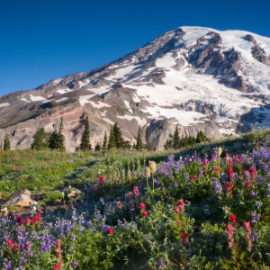Mount Rainier